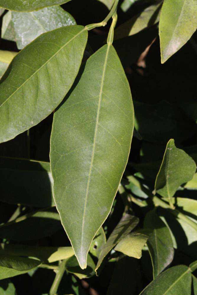              Unifoliolate leaf (Riverside, CA)       